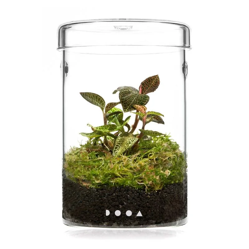 Mini Plant Terrarium