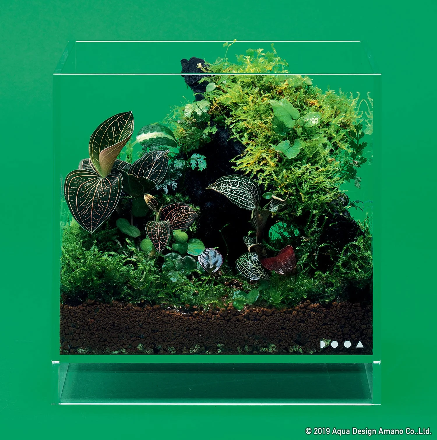 Rainforest Biome Terrarium
